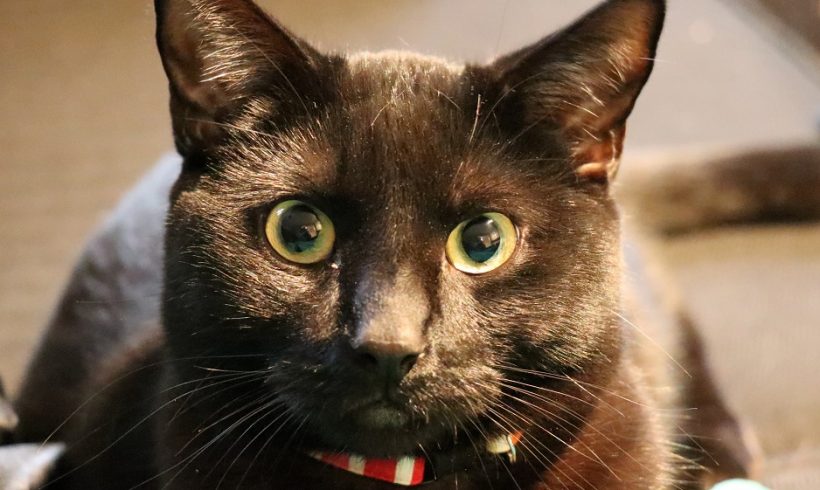 Max