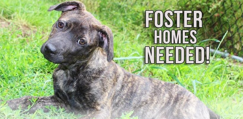 Foster homes needed!