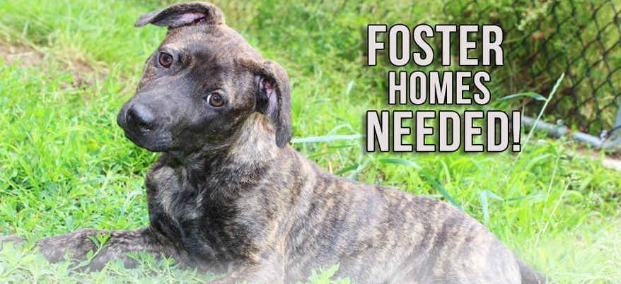 FosterHomes-new