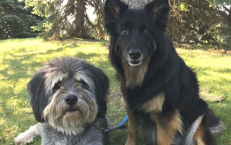 Mater & Dakota