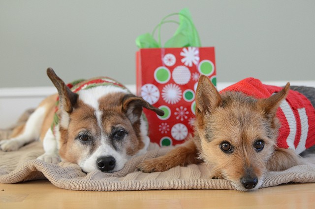 Bring a little holiday cheer to the dogs and cats of ARF!