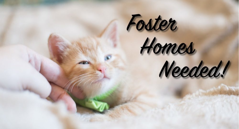 FosterHomesNeeded-e1548952360326