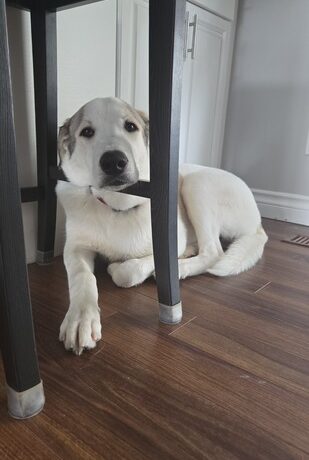 Cowboy Carter Cowboy Carter