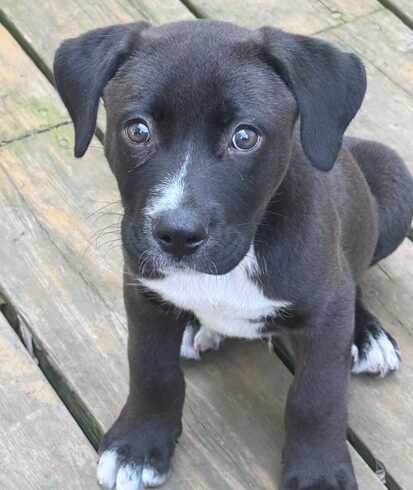 Alfie