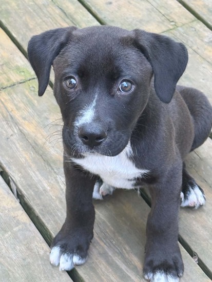 Alfie